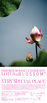 癒されます。蓮の花の写真展。