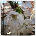 会社の桜、咲き始めました。