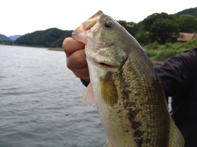 http://www.houyhnhnm.jp/blog/endo/images/basu.jpeg
