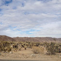 Joshua Tree
