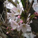 お花見
