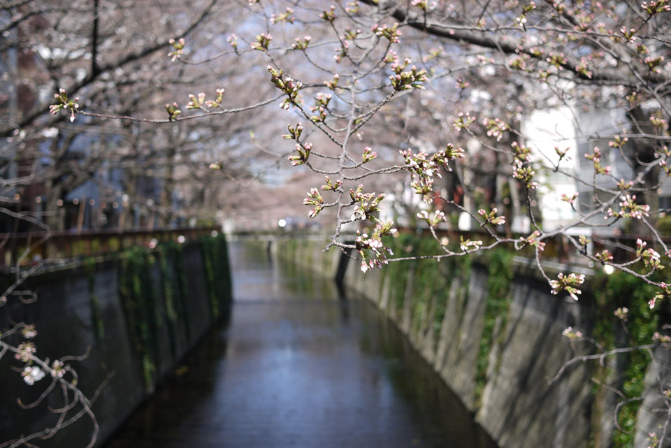 http://www.houyhnhnm.jp/blog/miyazawa/images/sakura20130011.jpg