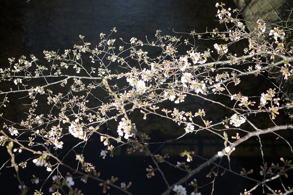 http://www.houyhnhnm.jp/blog/miyazawa/images/sakura201300112.jpg