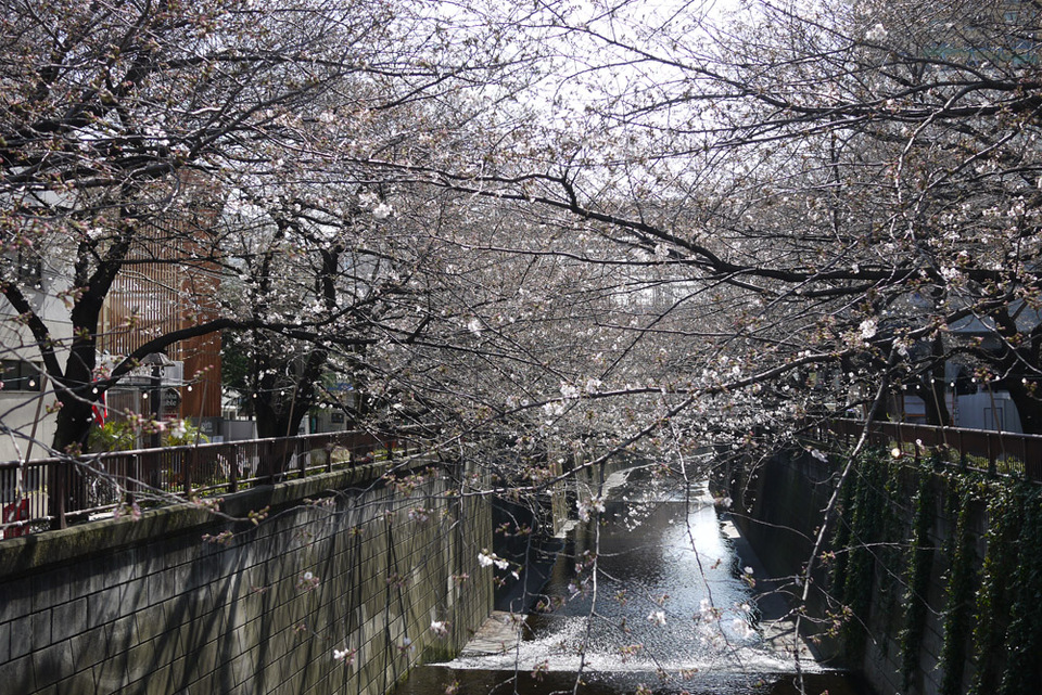 http://www.houyhnhnm.jp/blog/miyazawa/images/sakura201300113.jpg