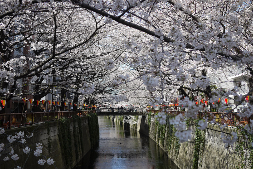 http://www.houyhnhnm.jp/blog/miyazawa/images/sakura201300114.jpg