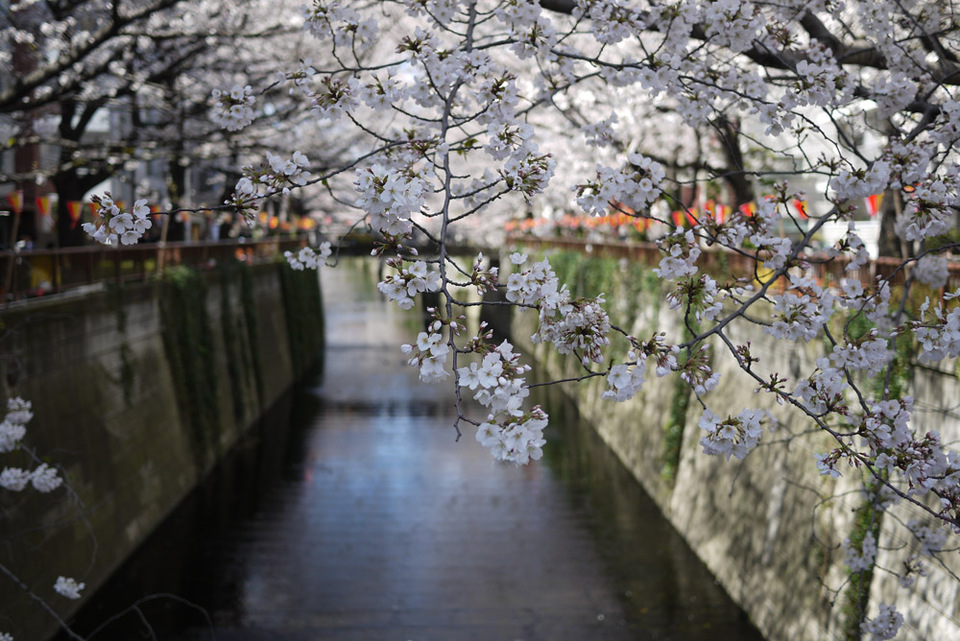 http://www.houyhnhnm.jp/blog/miyazawa/images/sakura201300115.jpg