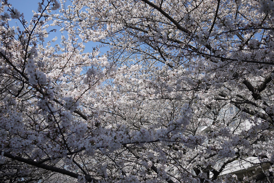 http://www.houyhnhnm.jp/blog/miyazawa/images/sakura201300116.jpg