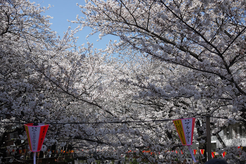 http://www.houyhnhnm.jp/blog/miyazawa/images/sakura201300117.jpg