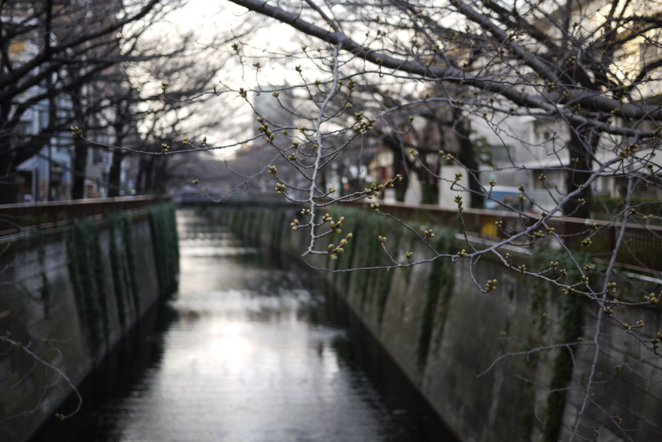 http://www.houyhnhnm.jp/blog/miyazawa/images/sakura2013002.jpg