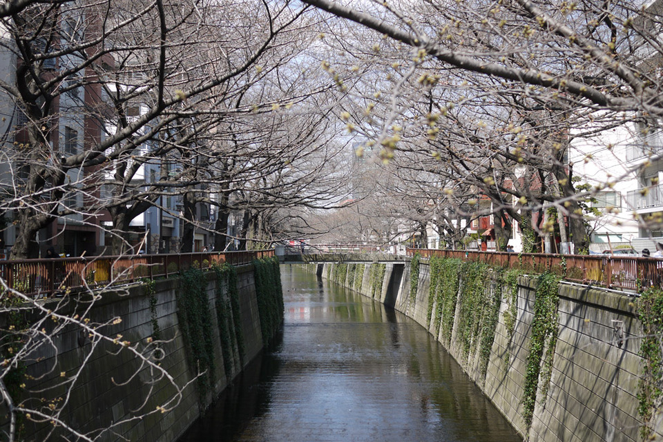 http://www.houyhnhnm.jp/blog/miyazawa/images/sakura2013003.jpg