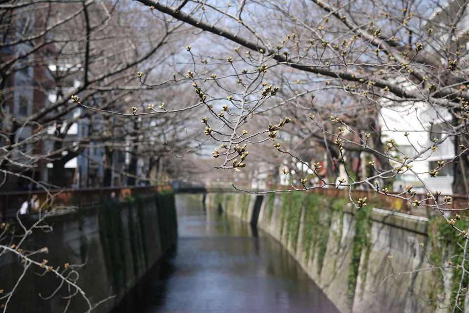 http://www.houyhnhnm.jp/blog/miyazawa/images/sakura2013006.jpg