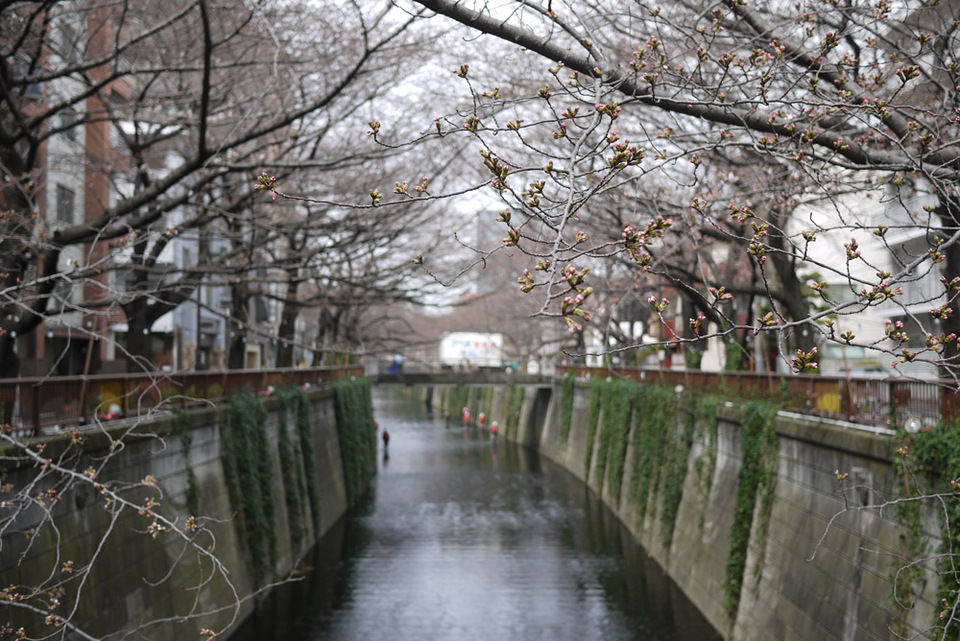 http://www.houyhnhnm.jp/blog/miyazawa/images/sakura2013007.jpg