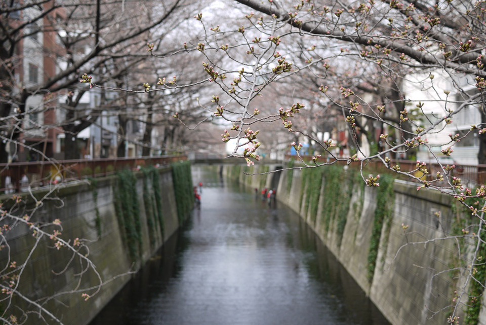 http://www.houyhnhnm.jp/blog/miyazawa/images/sakura2013008.jpg