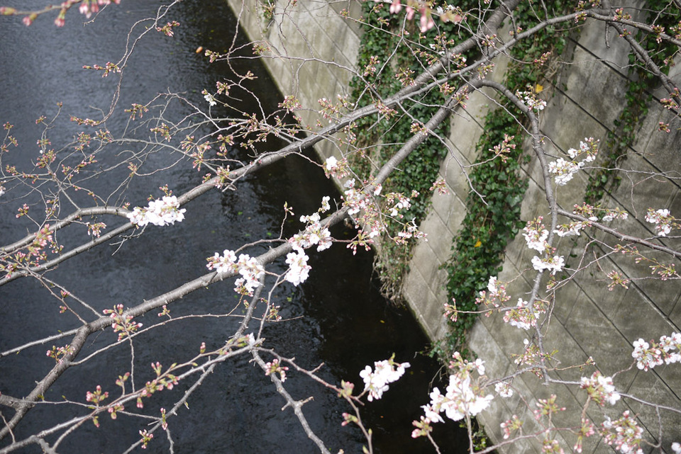 http://www.houyhnhnm.jp/blog/miyazawa/images/sakura2013009.jpg