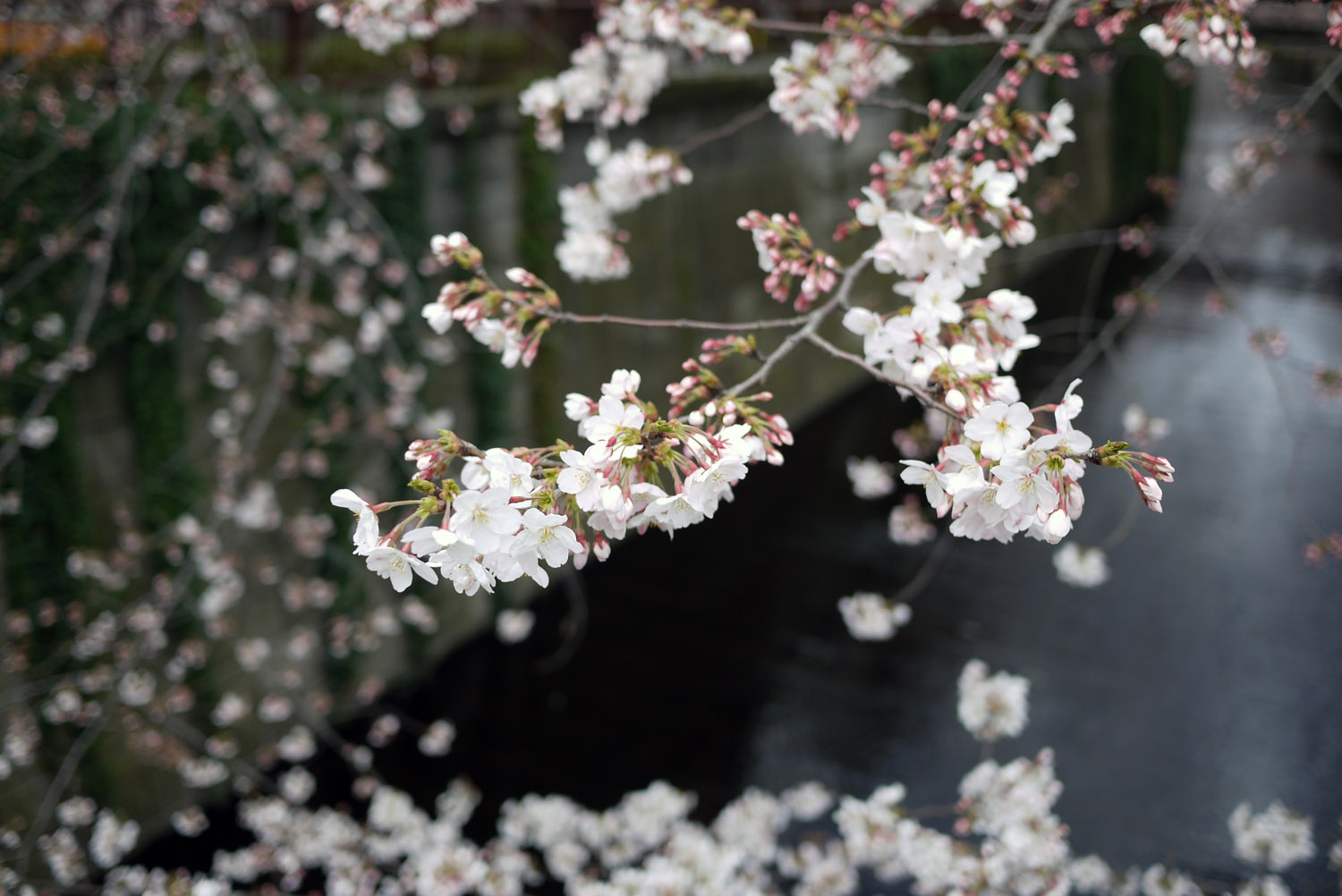http://www.houyhnhnm.jp/blog/miyazawa/images/sakura36.jpg