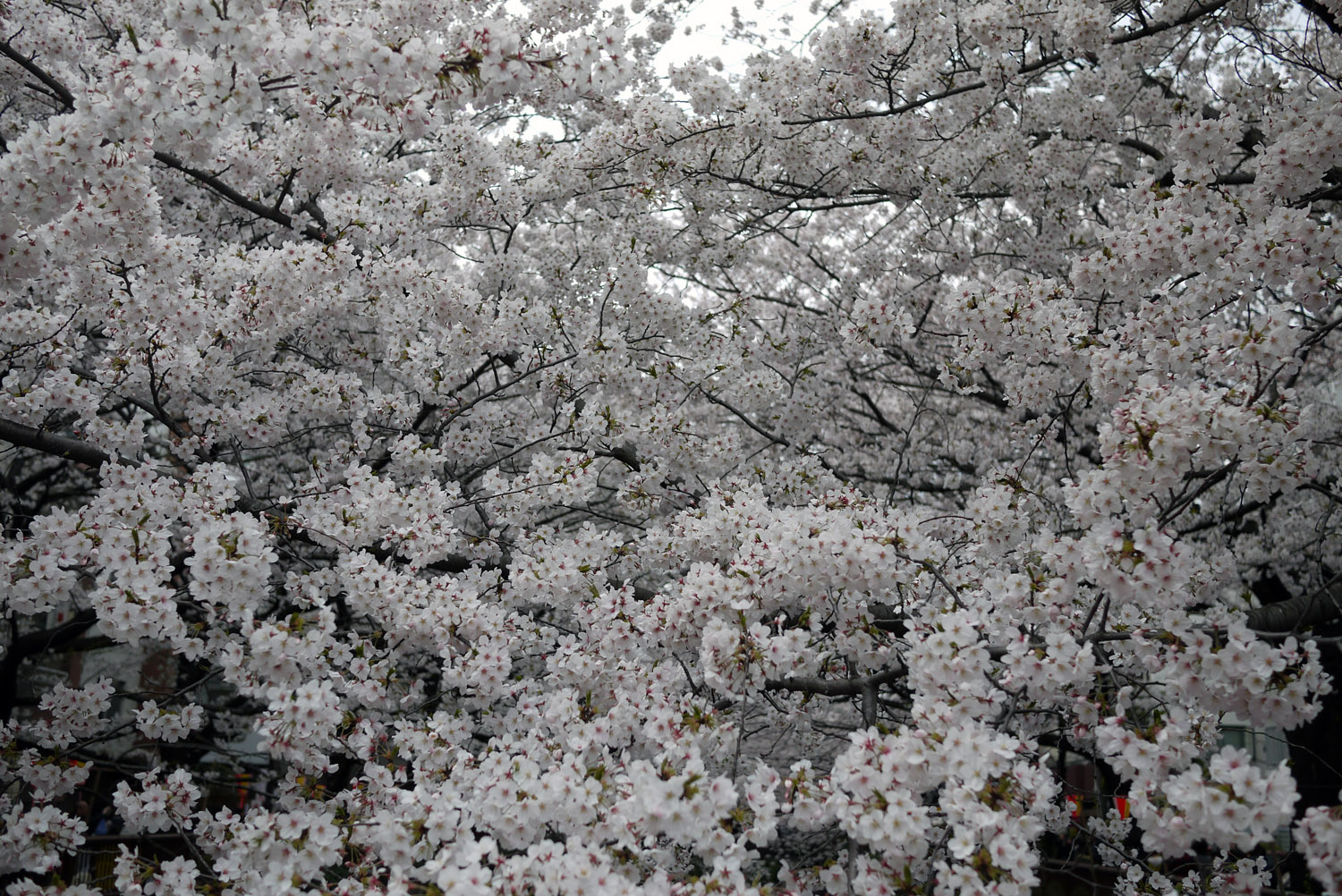 http://www.houyhnhnm.jp/blog/miyazawa/images/sakura47.jpg