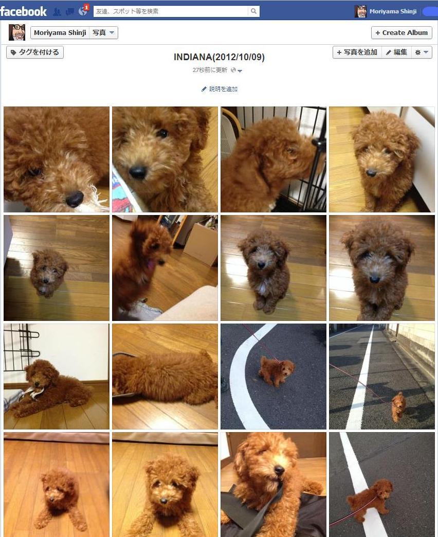 http://www.houyhnhnm.jp/blog/moriyama/images/INDIANA_ALBUM_1009.JPG
