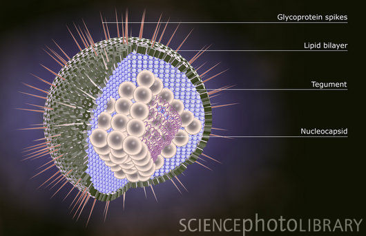 http://www.houyhnhnm.jp/blog/moriyama/images/jedi_Herpes_virus_structure.jpg