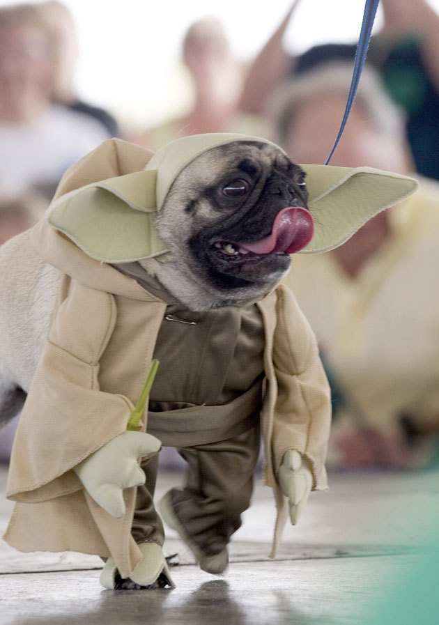 http://www.houyhnhnm.jp/blog/moriyama/images/star-wars-cosplay-yoda-pug.jpg