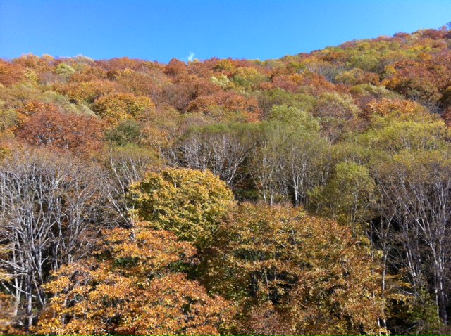 http://www.houyhnhnm.jp/blog/noguchi_yuka/images/Mori.JPG