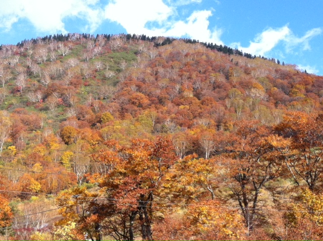http://www.houyhnhnm.jp/blog/noguchi_yuka/images/Shirakaba.JPG