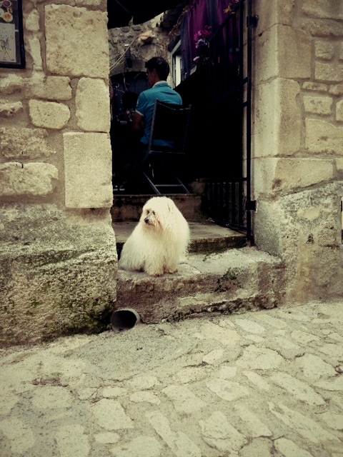 http://www.houyhnhnm.jp/blog/noguchi_yuka/images/dog%20in%20beau.JPG