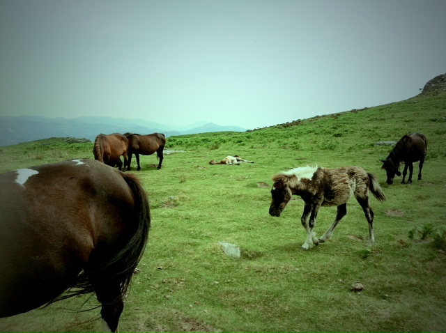 http://www.houyhnhnm.jp/blog/noguchi_yuka/images/horse.JPG