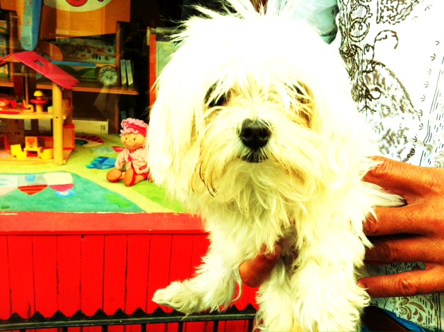 http://www.houyhnhnm.jp/blog/noguchi_yuka/images/inu.JPG