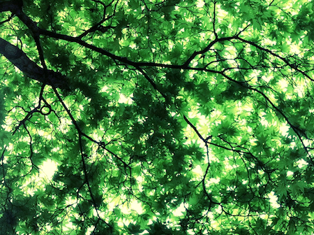 http://www.houyhnhnm.jp/blog/noguchi_yuka/images/momiji.jpg