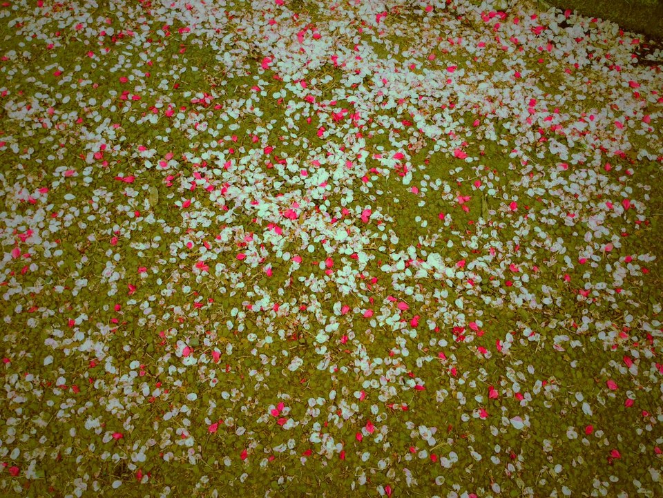 http://www.houyhnhnm.jp/blog/noguchi_yuka/images/sakura-green.JPG