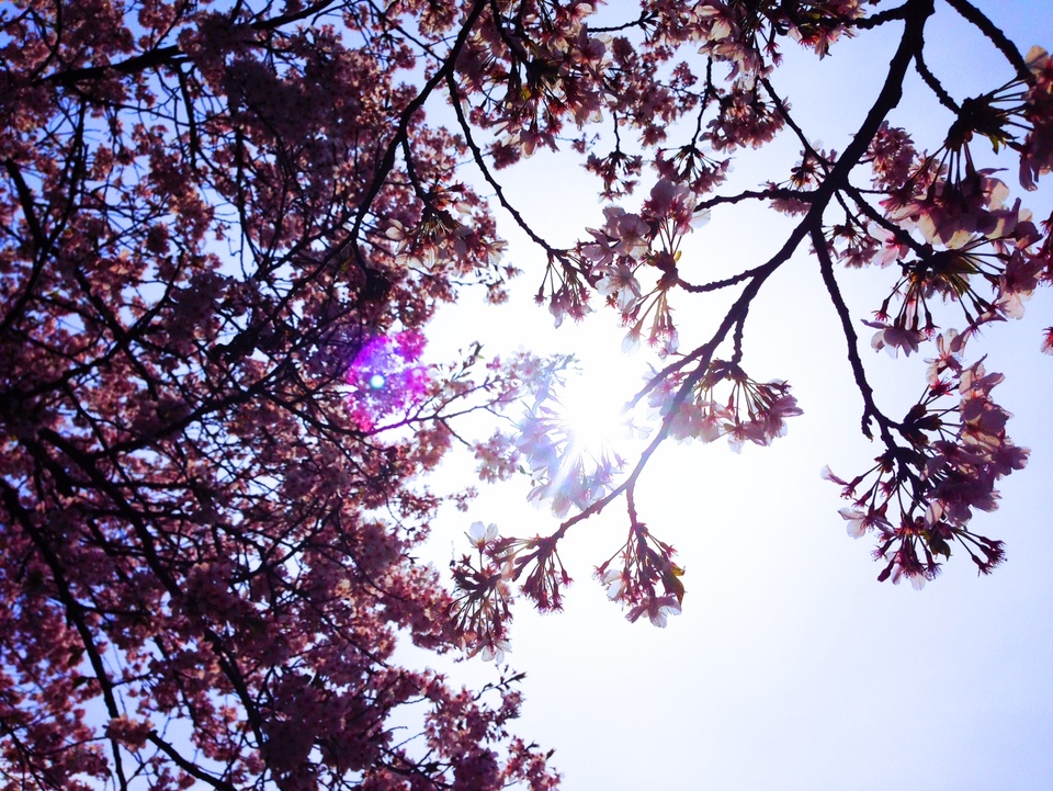 http://www.houyhnhnm.jp/blog/noguchi_yuka/images/sakura-sora.JPG