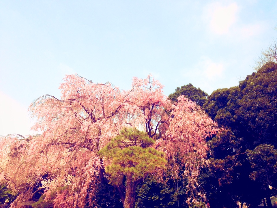http://www.houyhnhnm.jp/blog/noguchi_yuka/images/sakura.JPG