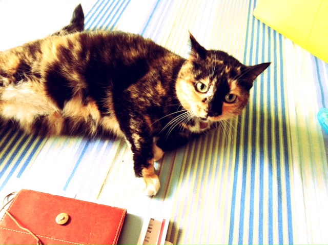 http://www.houyhnhnm.jp/blog/noguchi_yuka/images/sally.JPG