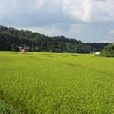 3年に1度の