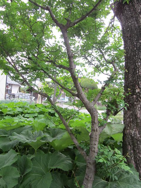 http://www.houyhnhnm.jp/blog/takeuchi/images/0sgh68.JPG