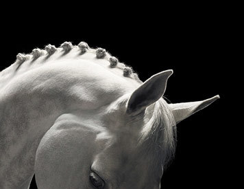 http://www.houyhnhnm.jp/blog/takeuchi/images/Tim_flach2.jpg