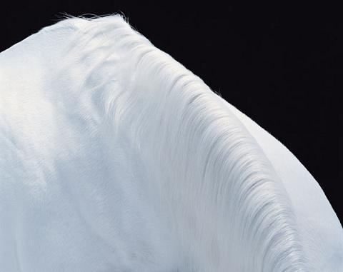 http://www.houyhnhnm.jp/blog/takeuchi/images/Tim_flach_3.jpg