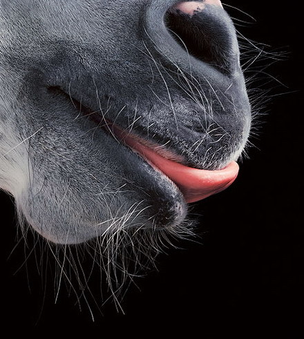 http://www.houyhnhnm.jp/blog/takeuchi/images/tim-flach1.jpg