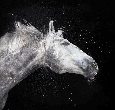 http://www.houyhnhnm.jp/blog/takeuchi/images/timflach2.jpg