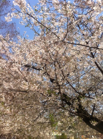 桜IMG_8302.jpg