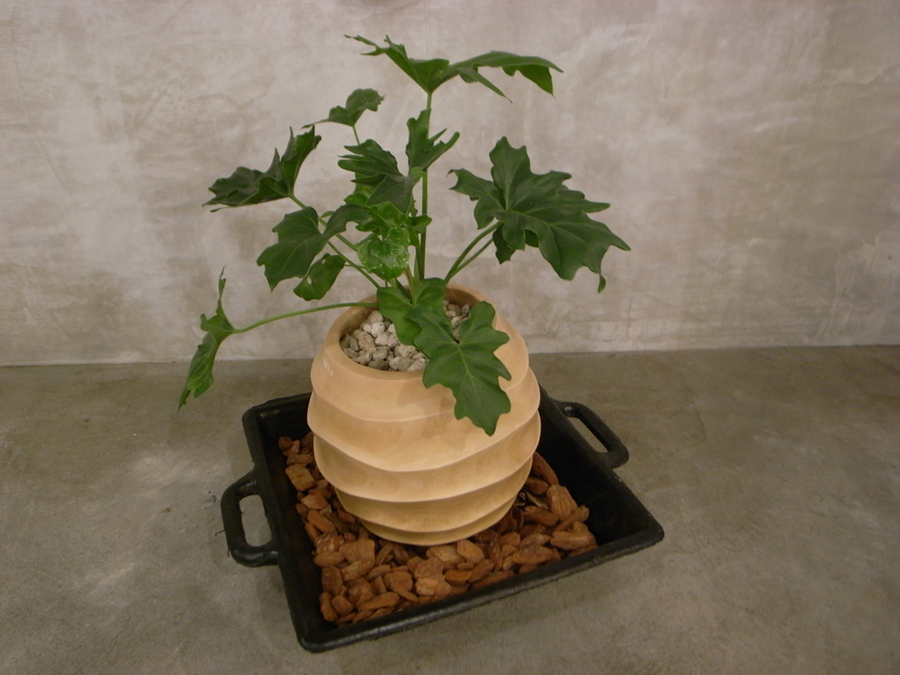 http://www.houyhnhnm.jp/lifestyle/news/images/vendorbota004.jpg