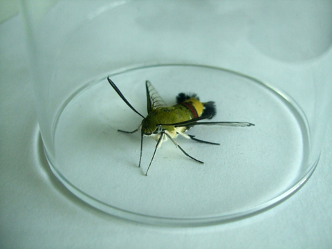 HY120525A.jpg