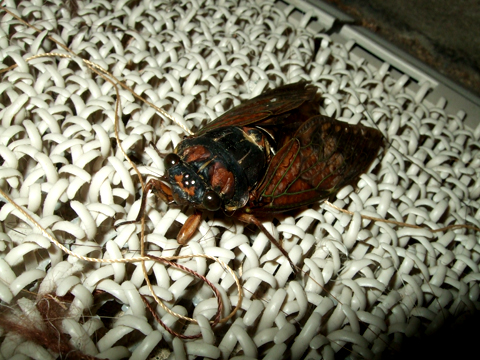 HY120806A.jpg