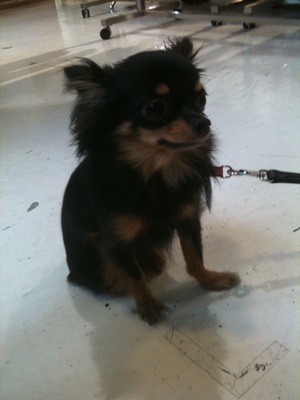 gizmo.jpg