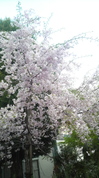 2012041816500000.jpg