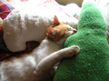 DSCN7697.JPGのサムネール画像
