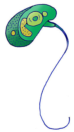 250px-Esquema_Micromonas_pusilla.jpg