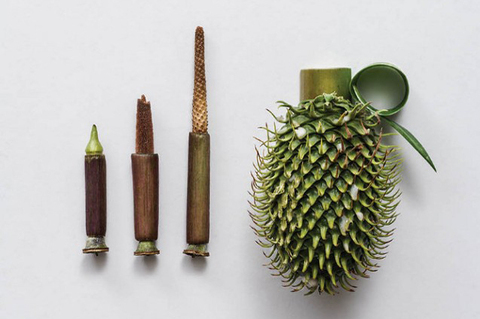 Weapons-made-of-Plants3-640x960.jpg