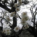 梅