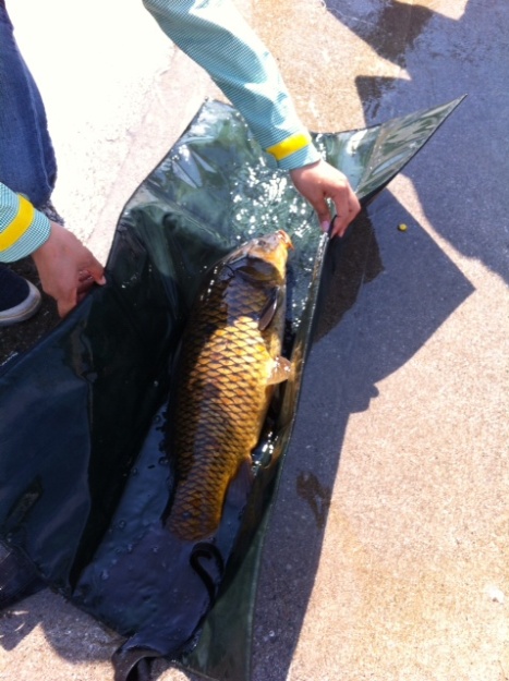 carp.JPG